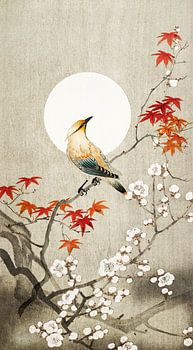 bird with blossom and japanese maple