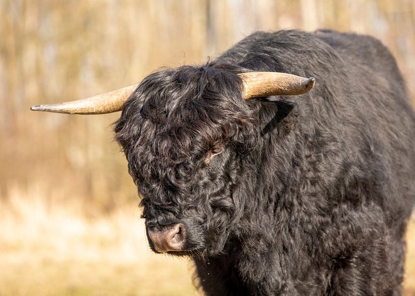 Zwarte Hooglander van Edwin Kooren