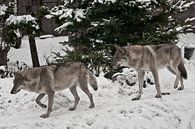 Grijze wolf op winterse witte sneeuw is een roofdier. Een paar wolven man en vrouw gaan vooruit. van Michael Semenov thumbnail