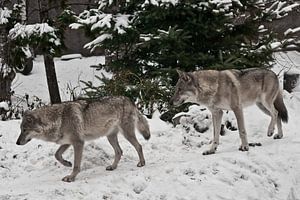 Der graue Wolf auf winterlich weißem Schnee ist ein Raubtier. Ein Wolfspaar aus Männchen und Weibche
