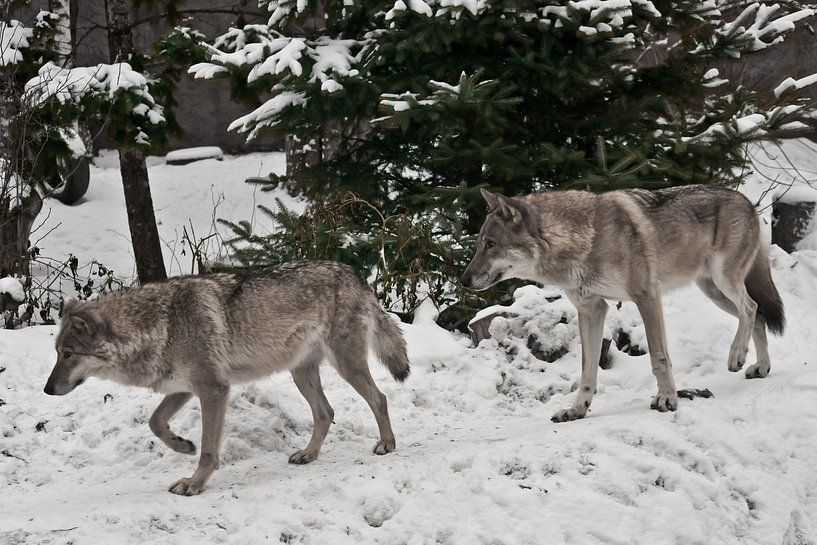 Grijze wolf op winterse witte sneeuw is een roofdier. Een paar wolven man en vrouw gaan vooruit. van Michael Semenov
