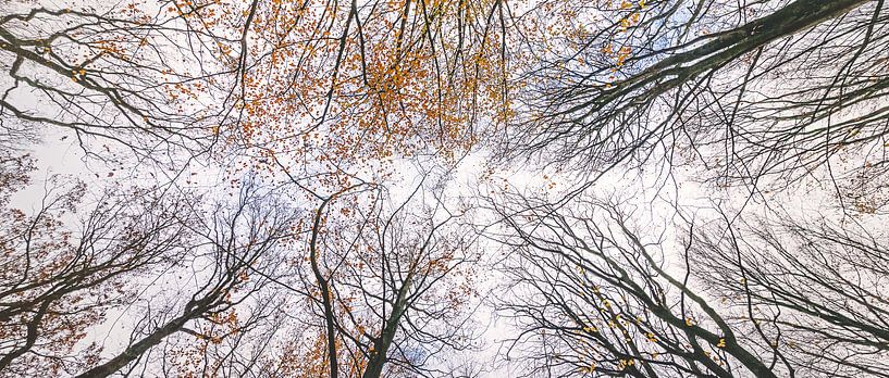 Herfstkleuren tot in de hemel van Gerrit Anema