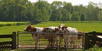 Hollands landschap by Georges Hoeberechts thumbnail
