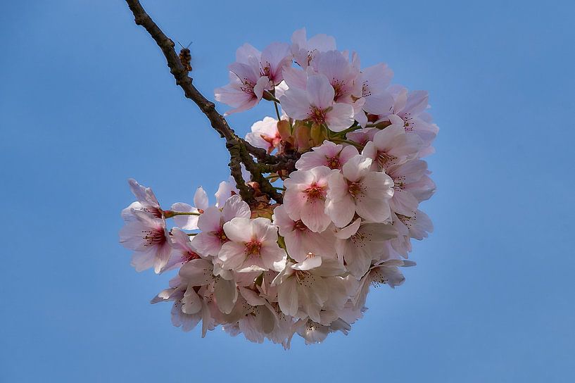 Spring blossom by Ad Jekel