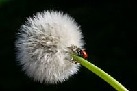 Red ladybug