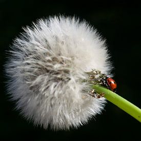 Coccinelle rouge sur Matani Foto