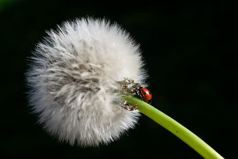 Rood lieveheersbeestje van Matani Foto