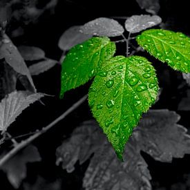 blackandwhite color von artpictures.de