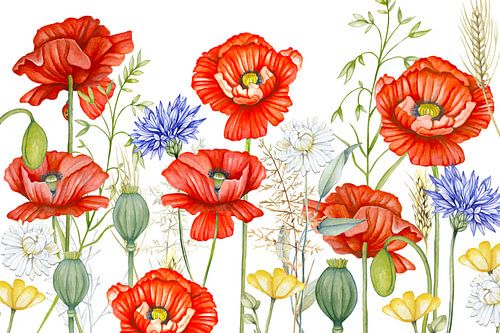 Klaprozen in het veld