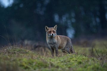 Red Fox ( Vulpes vulpes ) at dawn, blue hour, at the edge of a dark forest, wildlife, Europe. by wunderbare Erde