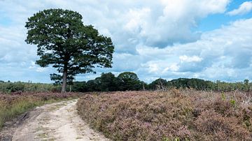 Auf der Heide von Ellen Kramer