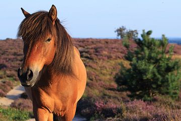 Paard op de bloeiende Posbank heide van Bobsphotography