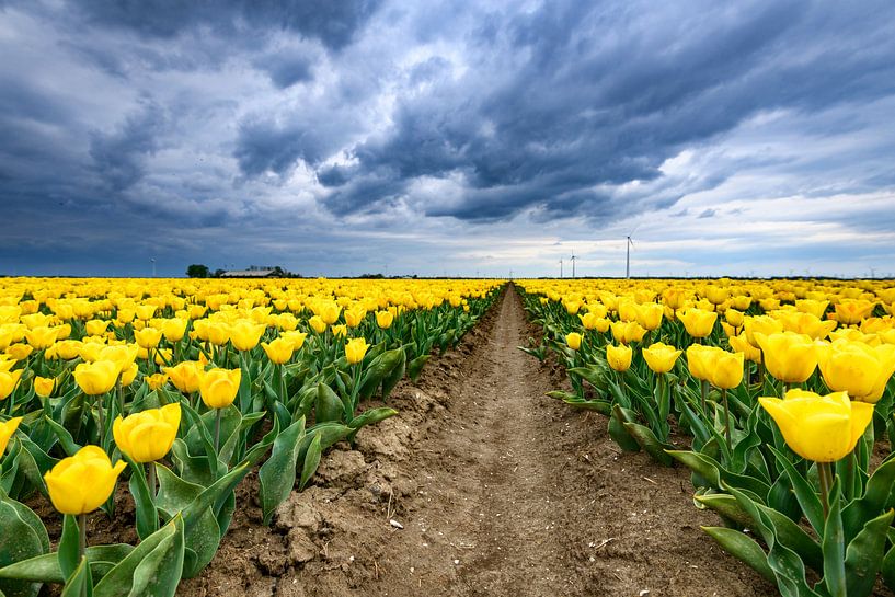 Bloeiende tulpen in een veld voor een lente storm van Sjoerd van der Wal Fotografie
