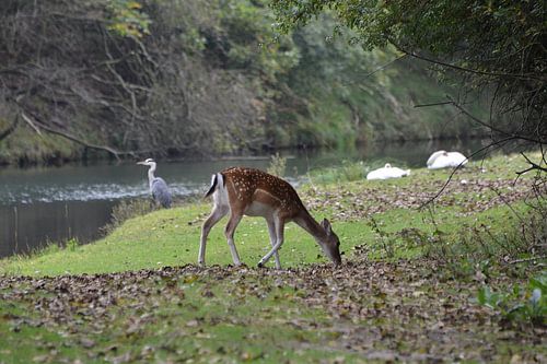 Hert - reiger - zwanen