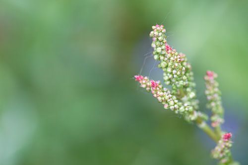 Sudden Life - nature photography
