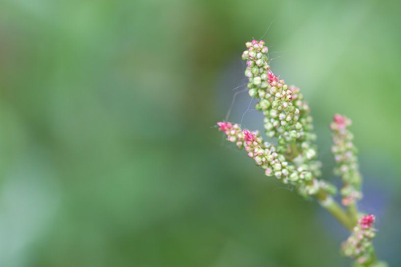 Sudden Life - nature photography by QEIMOY