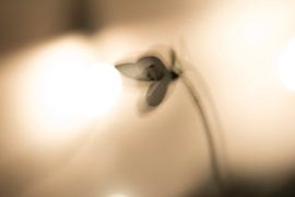 Snowdrop by hetty'sfotografie