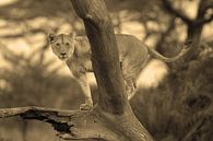Lion Lookout van Roland Smeets thumbnail