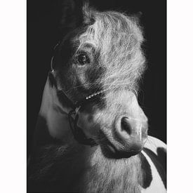 Pony van Dmm Fotografie