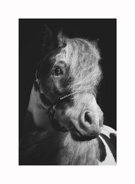 Pony van Dmm Fotografie