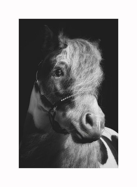 Pony by Dmm Fotografie