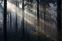 Zonneharpen in dennenbos