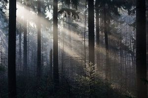 Des récoltes solaires dans une forêt de pins sur Danny Slijfer Natuurfotografie