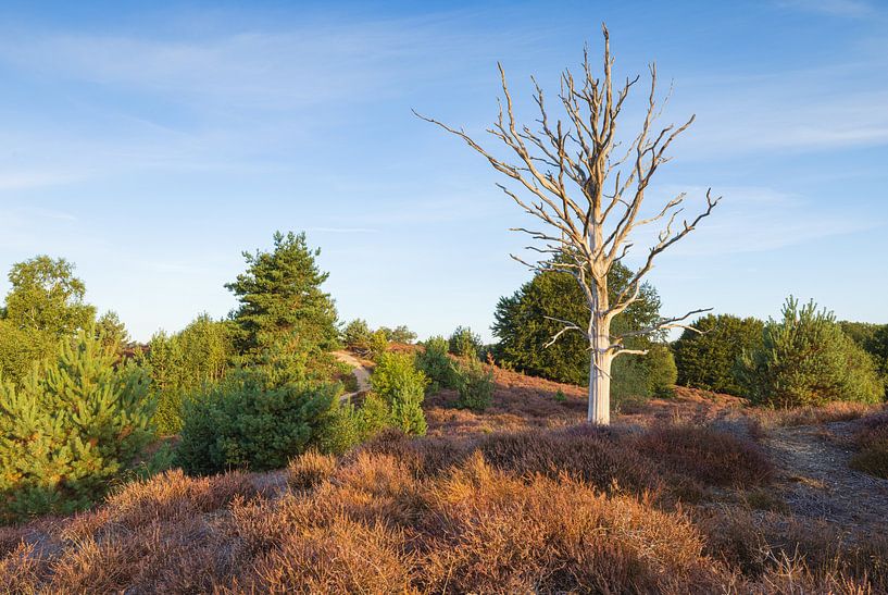 Heath Veluwe - Posbank (Netherlands) by Marcel Kerdijk