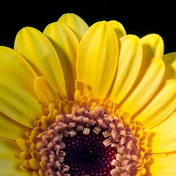 Gele Gerbera van Sven Wildschut