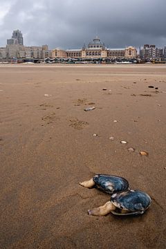 Mossels op het strand Scheveningen in Den Haag Nederland van Jolanda Aalbers
