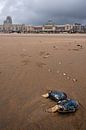 Mossels op het strand Scheveningen in Den Haag Nederland van Jolanda Aalbers thumbnail