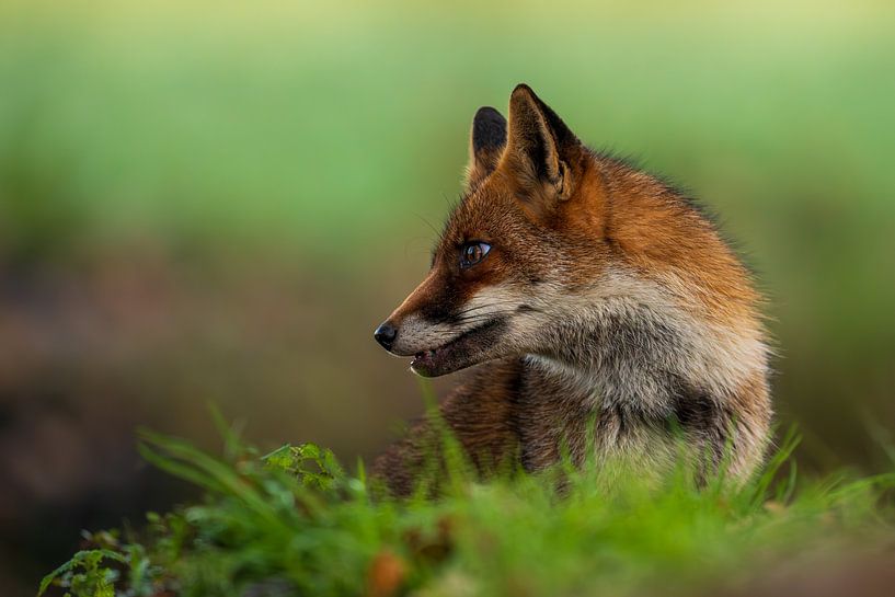 Fox in nature beautiful for the wall by Gianni Argese