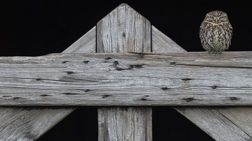 Le petit hibou sur la vieille clôture