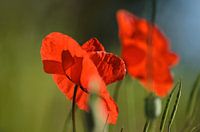 Poppy