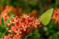 Zitronenschmetterling auf roten Blumen von WeLeaf (Zoë & Olivier) Miniaturansicht