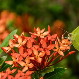 Zitronenschmetterling auf roten Blumen von WeLeaf (Zoë & Olivier)