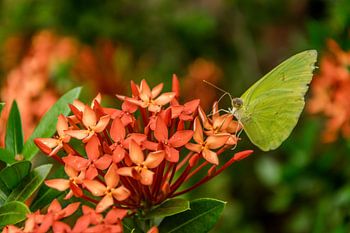 Zitronenschmetterling auf roten Blumen