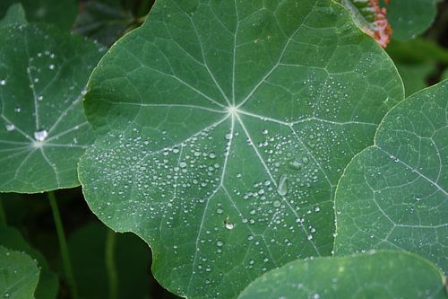 groen blad met regendruppels