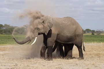 olifant neemt stofbadje van Daisy Janssens