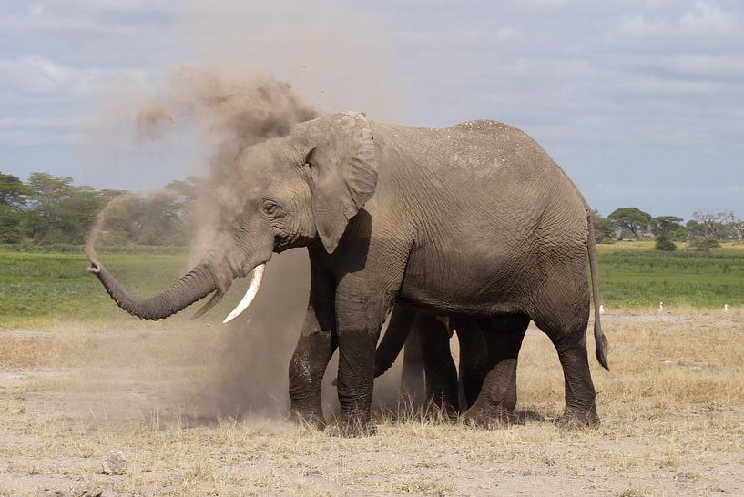 olifant neemt stofbadje von Daisy Janssens
