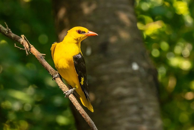the oriole, Oriolus oriolus by Gert Hilbink