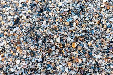 Shells on the beach by Yanuschka Fotografie | Noordwijk