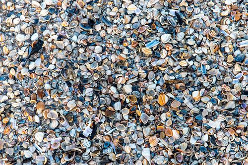 Schelpen op het strand