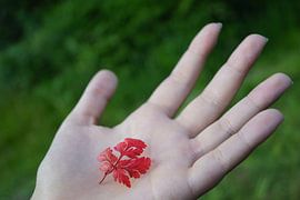 Red leaf on flat hand.