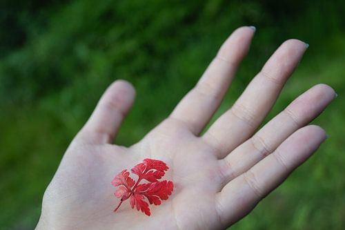 Rood blad op platte hand.
