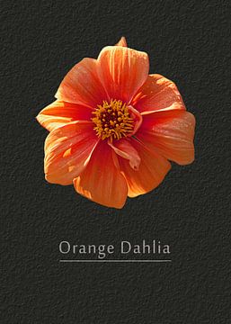 Orange dahlia van Leopold Brix