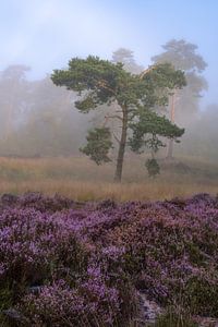 Arbre avec la bruyère sur Jacco van Son