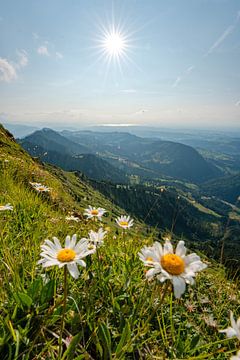 Beautiful sunny summer day on the Hochgrat with a view of Lake Constance by Leo Schindzielorz