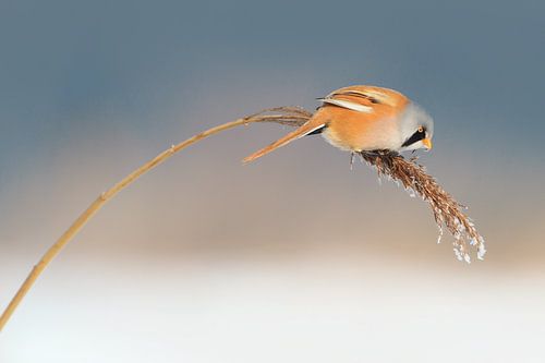 Baardmannetje in het riet in de winter