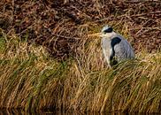 The Blue heron, Ardea cinerea by Rob Smit thumbnail